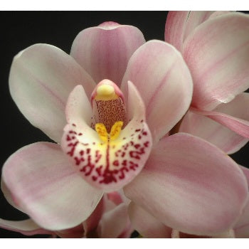 Blushing Orchid Fragrant Body Oil-Sterling soAKs