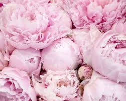 Pink Peony Fragrance Oil-Sterling soAKs